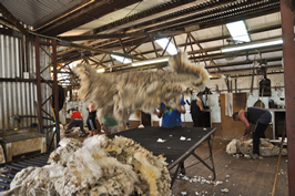 Cooinbil Shearing 039121  © Claire Parks Photography